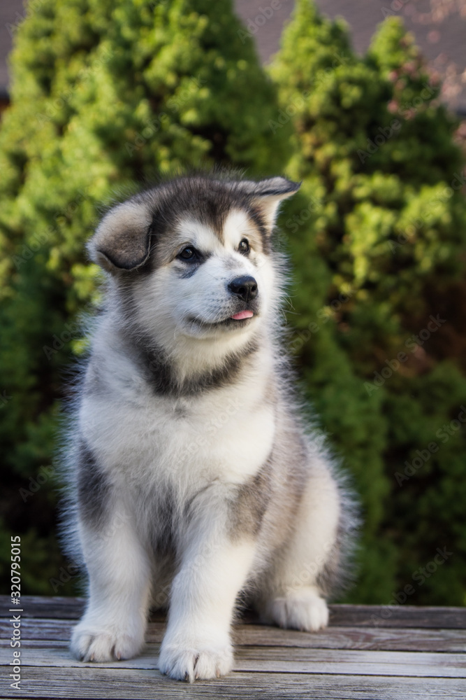 Alaskan malamute puppy posing outside. Small malamute in kennel. Alaskan malamute puppy posing outside. Small malamute in kennel.