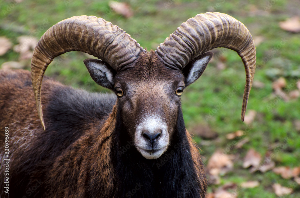 Portrait of mountain goat. Mouflon with big horns.