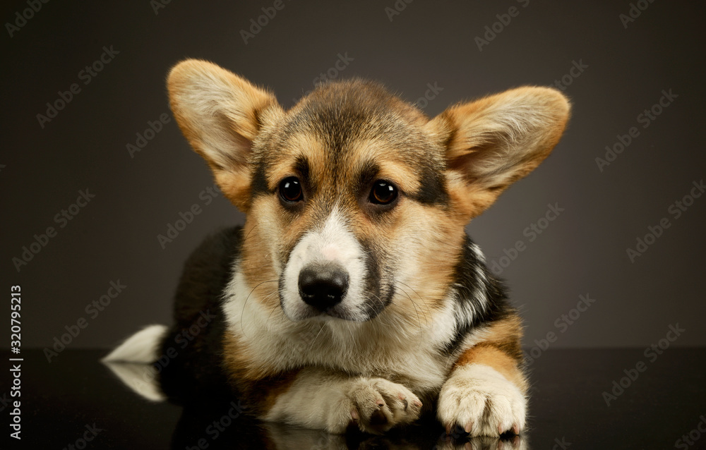 Studio shot of an adorable corgie Studio shot of an adorable corgie