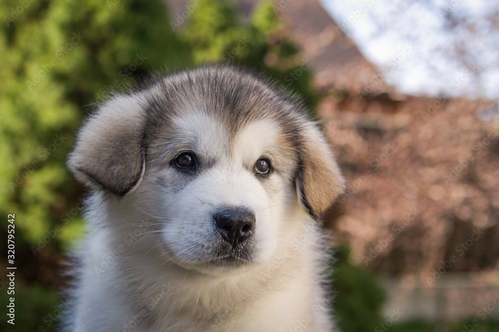 Alaskan malamute puppy posing outside. Small malamute in kennel. Alaskan malamute puppy posing outside. Small malamute in kennel.
