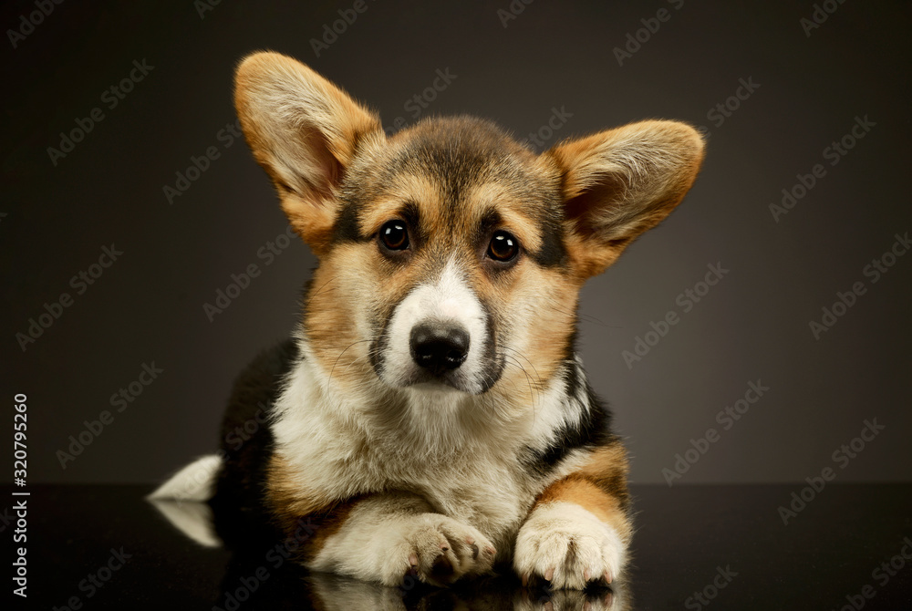 Studio shot of an adorable corgie