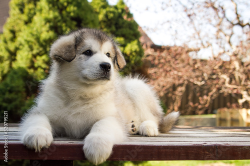 Alaskan malamute puppy posing outside. Small malamute in kennel. 