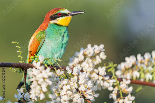 beautiful wild bird among flowering branches © drakuliren