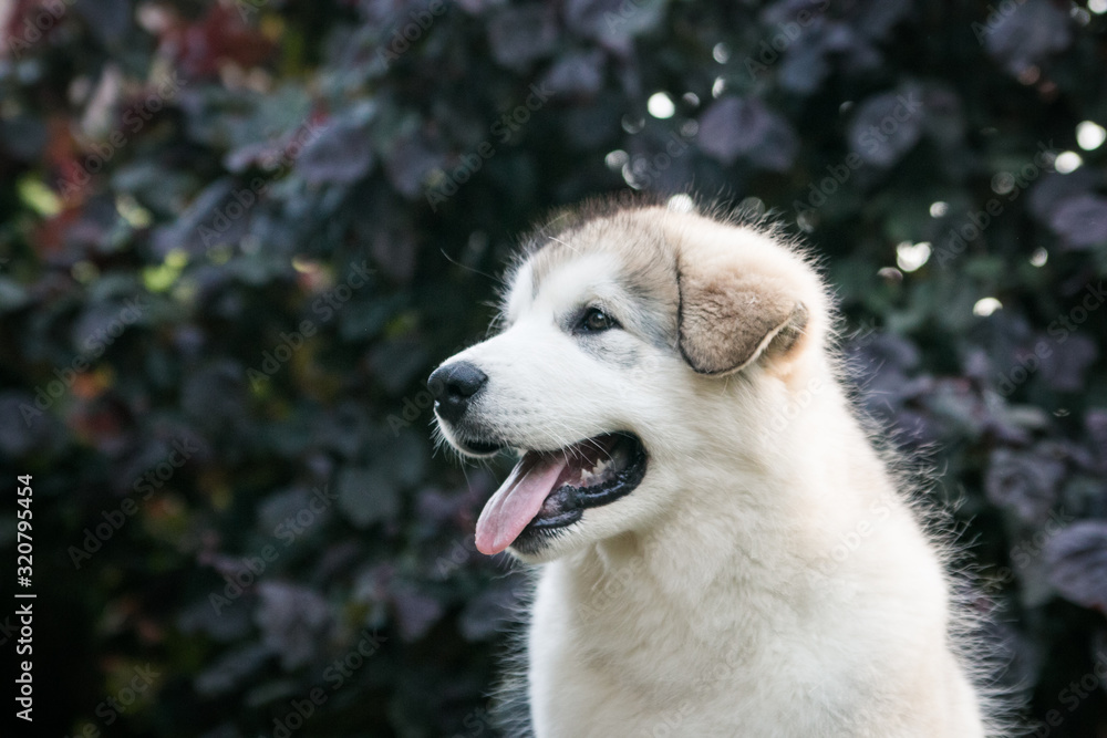 Obraz premium Alaskan malamute puppy posing outside. Small malamute in kennel.