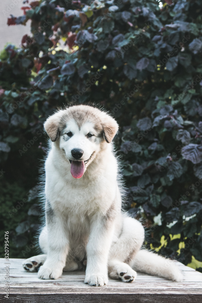Obraz premium Alaskan malamute puppy posing outside. Small malamute in kennel. 