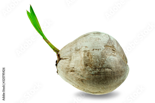 Young sprout of coconut tree grown up at the white background