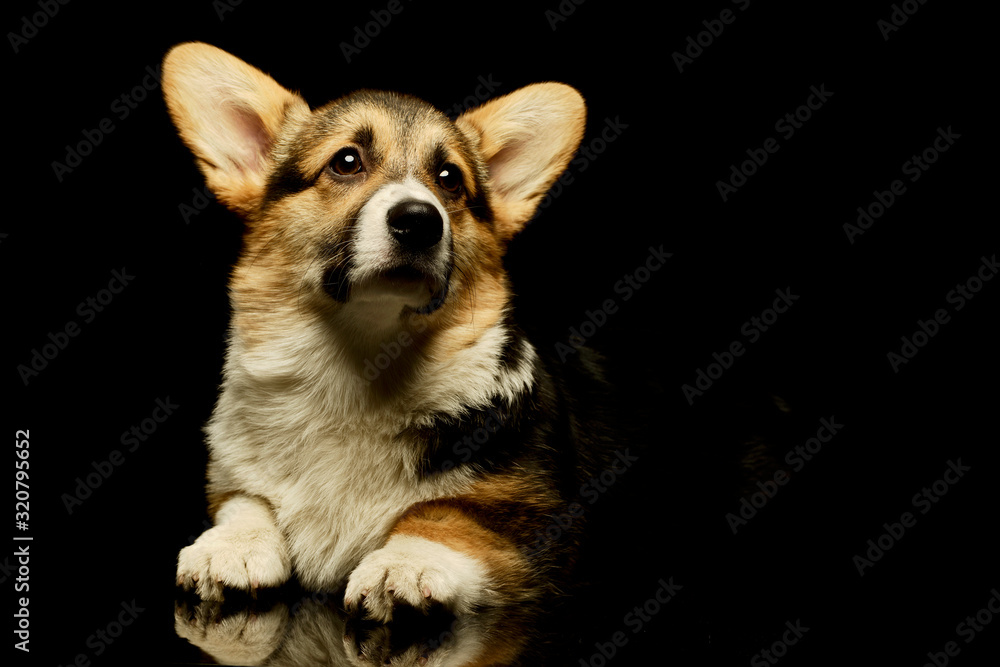 Studio shot of an adorable corgie Studio shot of an adorable corgie