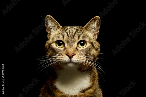 Portrait of a lovely domestic cat