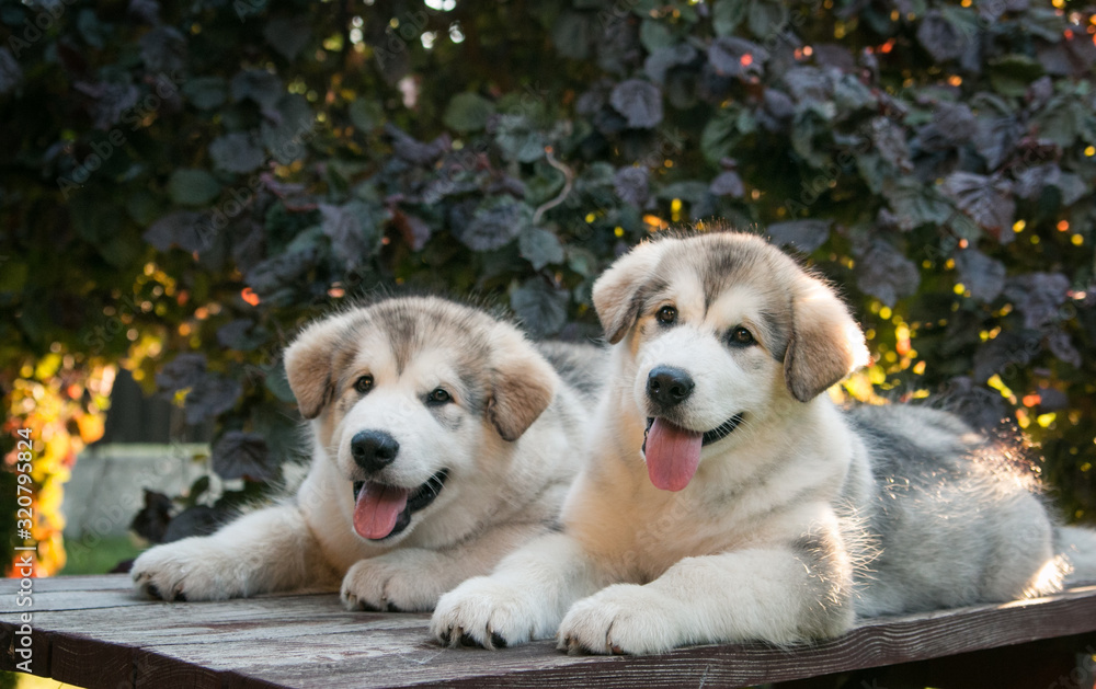 Two happy alaskan malamute puppies posing together. Super cute puppies posing. Two happy alaskan malamute puppies posing together. Super cute puppies posing.