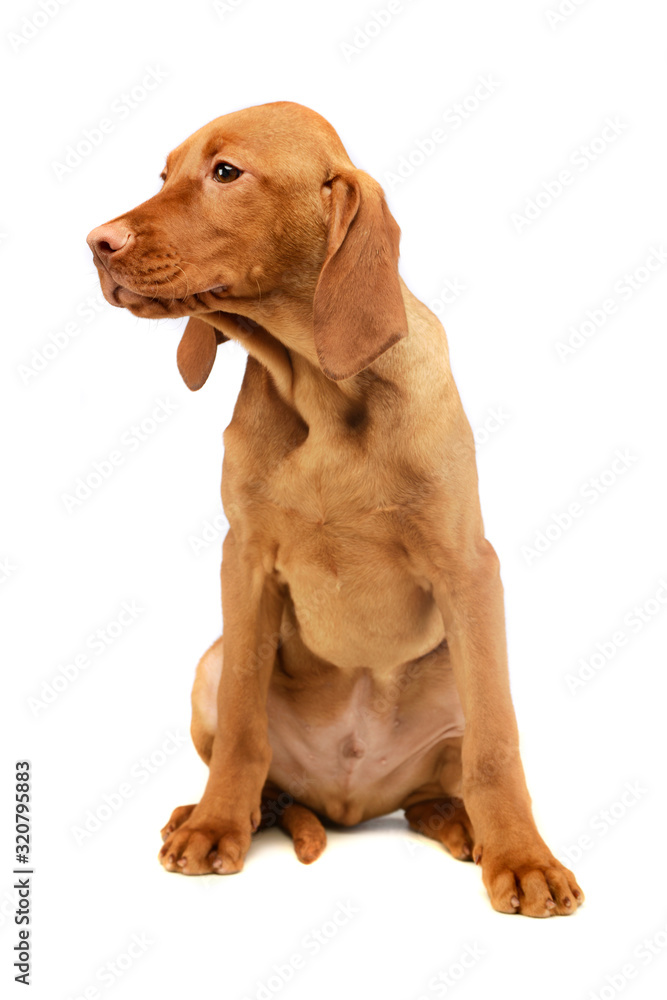 Studio shot of a lovely magyar vizsla puppy Studio shot of a lovely magyar vizsla puppy