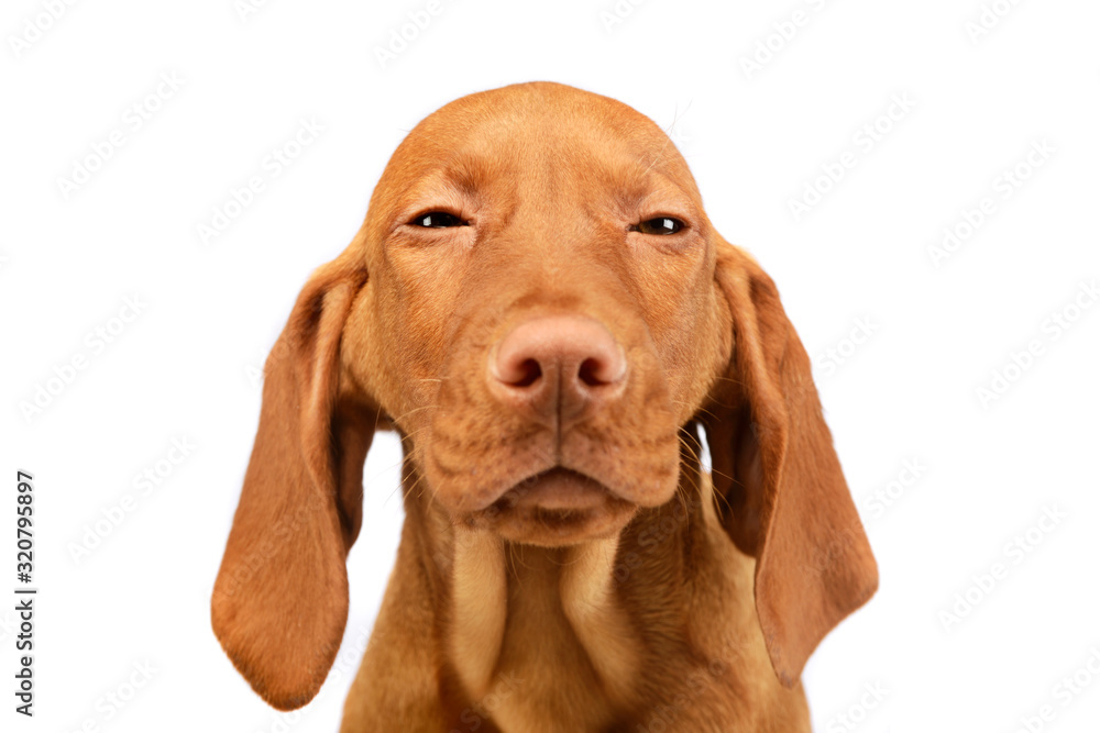 Portrait of a lovely magyar vizsla puppy