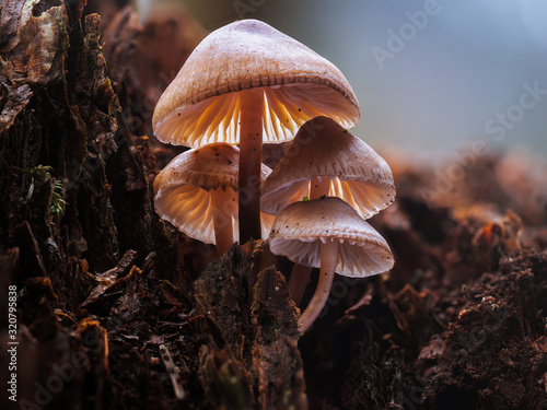 An einen alten Stück Holz wächst eine Gruppe kleiner Pilze deren Kappen vom Sonnenlicht durchleuchtet werden.