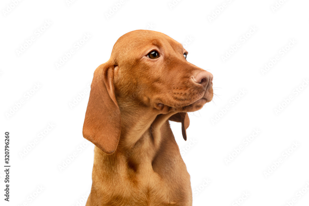 Portrait of a lovely magyar vizsla puppy Portrait of a lovely magyar vizsla puppy