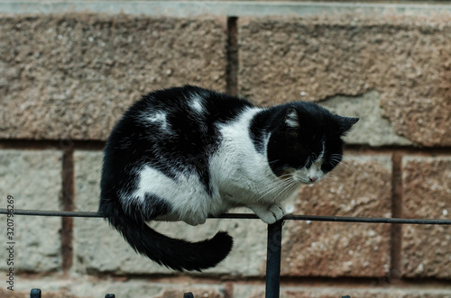 The cat walks along the street. Street cat. The cat is sitting on the fence. Cat by the sea.