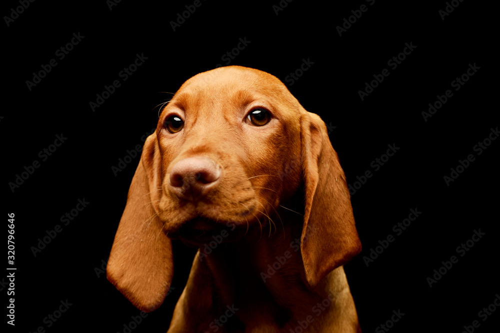 Portrait of a lovely magyar vizsla puppy Portrait of a lovely magyar vizsla puppy