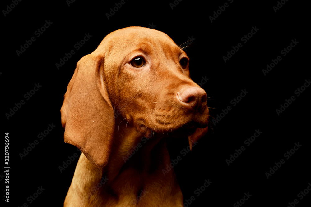 Portrait of a lovely magyar vizsla puppy