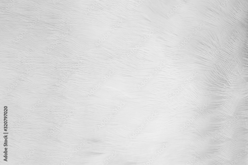 Obraz premium Beautiful white feather wooly pattern texture background