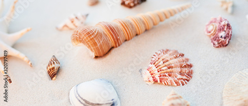 Colorful sea shells photographed on clear sand at the beach on a sunny day