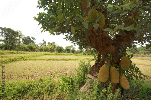 Jack fruit tree in fruiting photo