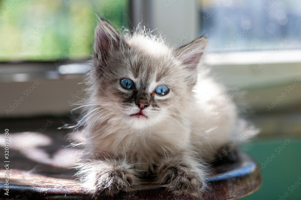gray fluffy kitten on a black background is played jumping and biting. Favorite pet sits on the litter. Feline shelter.
