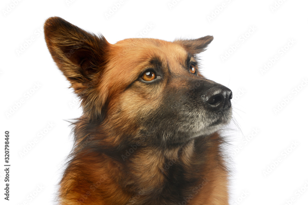 Portrait of an adorable mixed breed dog Portrait of an adorable mixed breed dog