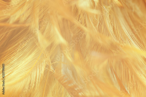 beautiful chicken feather texture background