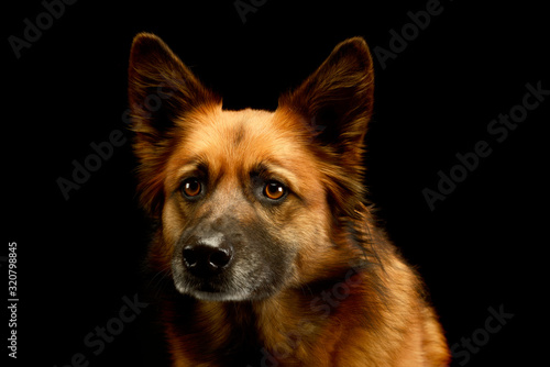 Fototapeta Naklejka Na Ścianę i Meble -  Portrait of an adorable mixed breed dog
