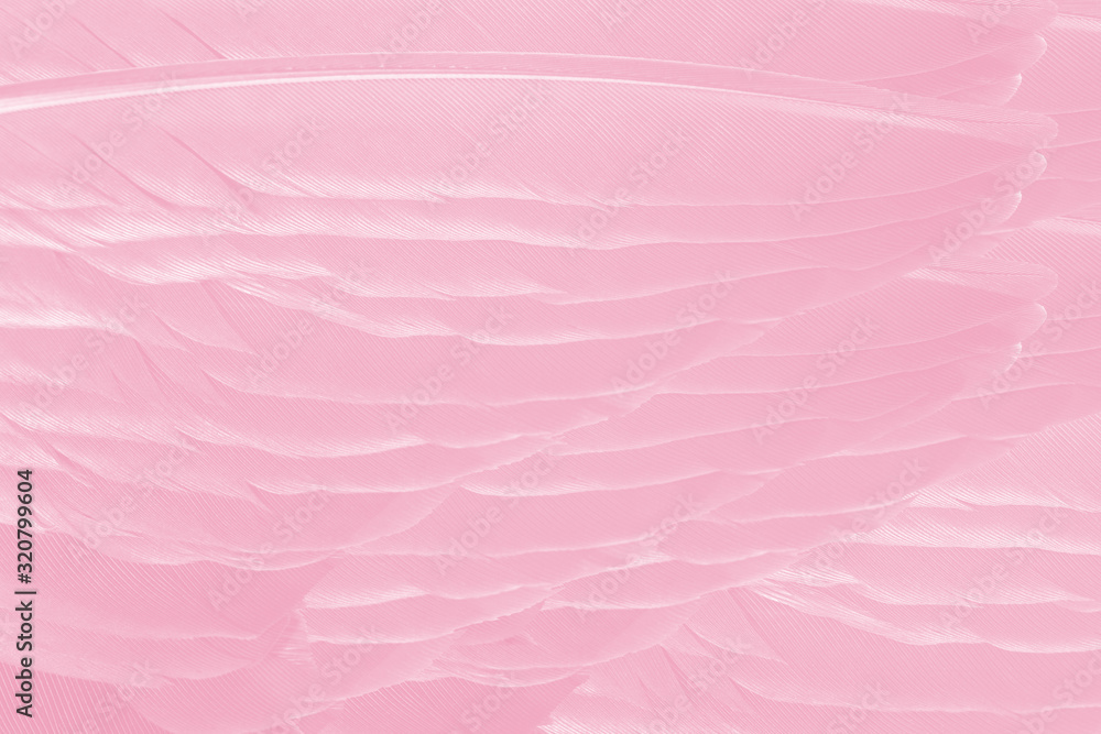 Fototapeta premium Beautiful soft pink feather wing pattern texture background
