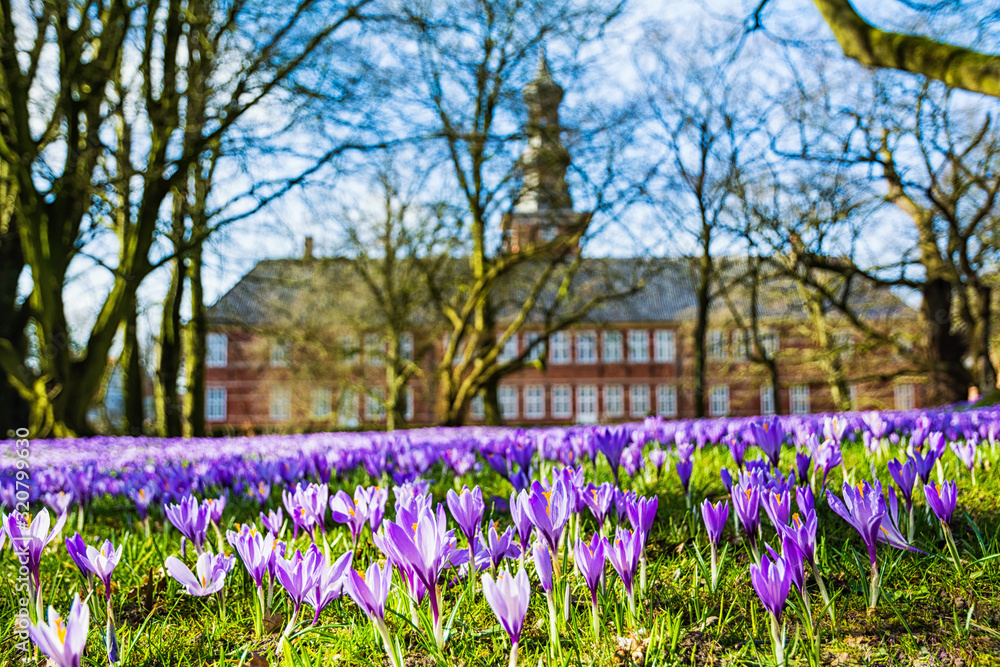 Fotobehang Krokus Die blühenden violetten Krokusse bei der Krokusblüte vorm Schloss in Husum #320799630