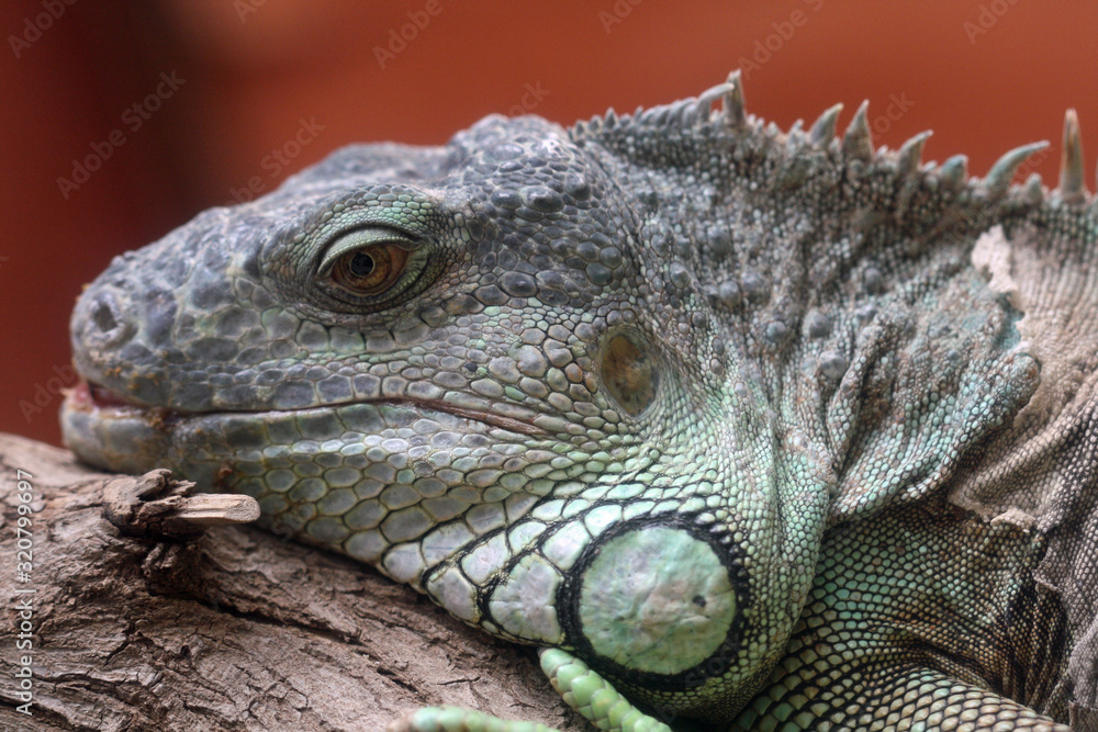 Fototapeta premium gruener_Leguan