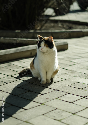 A street cat is walking along the street. The cat is sitting on the street. The red cat basks in the sun. © Ярослав Марценюк
