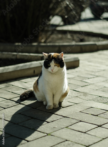 A street cat is walking along the street. The cat is sitting on the street. The red cat basks in the sun. © Ярослав Марценюк