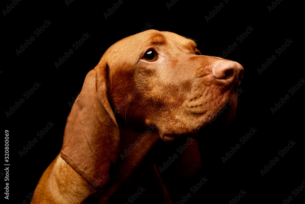 Portrait of an adorable magyar vizsla Portrait of an adorable magyar vizsla