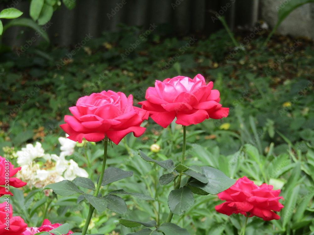 Red rose flower in the garden.