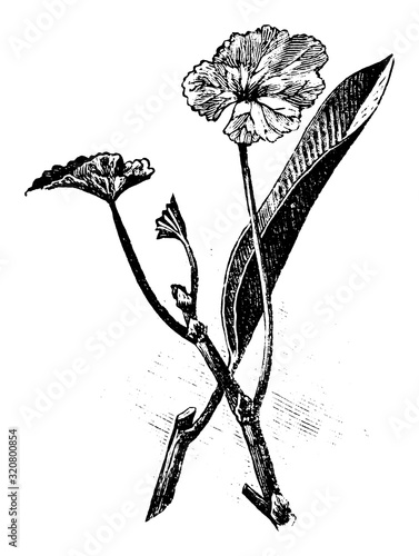 Antique vintage line art illustration, engraving or drawing of cuttings of pelargonium and ficus plants or flowers for cloning and propagation . From book Plants in Room, Prague, 1898.