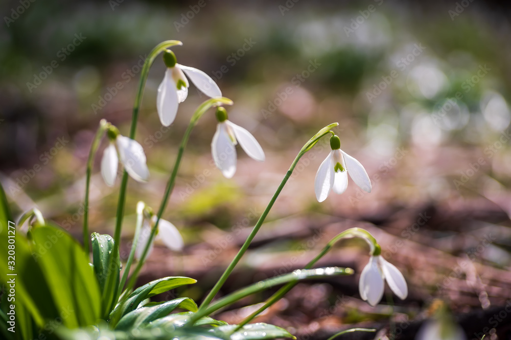 Spring snowdrop flowers in spring forest on blurred bokeh background Spring snowdrop flowers in spring forest on blurred bokeh background