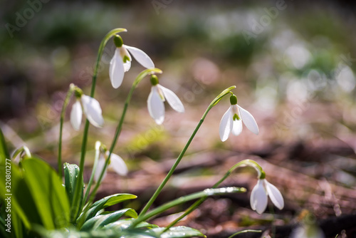 Spring snowdrop flowers in spring forest on blurred bokeh background