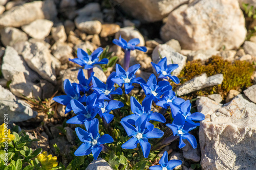 Beautiful Gentiana utriculosa flowers in Bohinj mountains photo