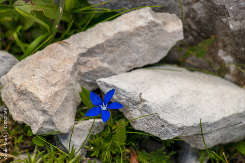 One Gentiana utriculosa flower in mountains photo