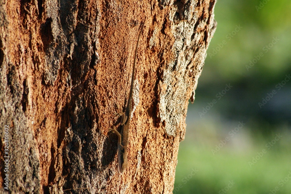 Fototapeta premium Cropped, close up of a tree bark, blurred background