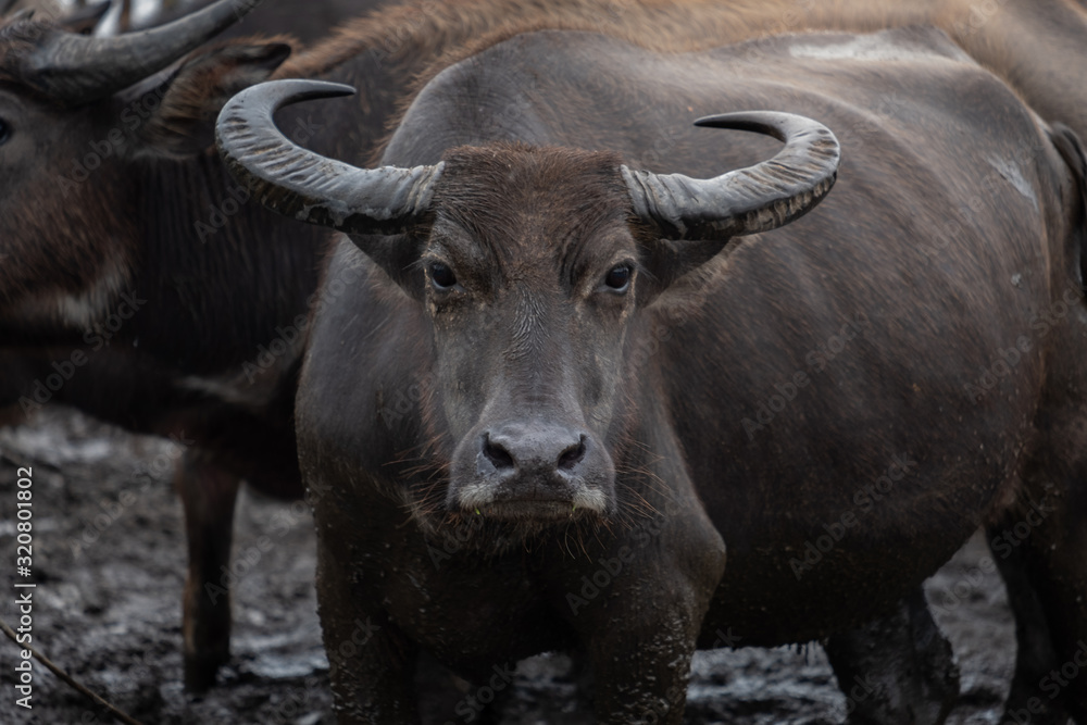 buffalo in field buffalo in field