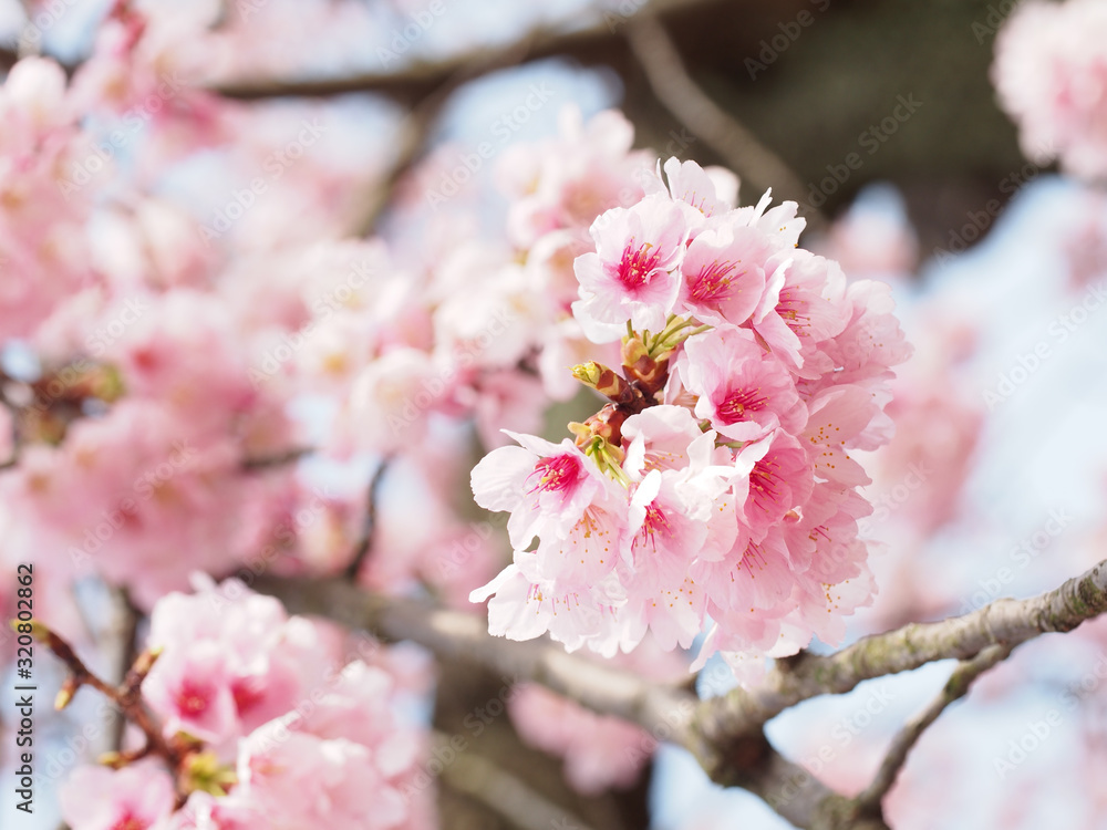 大寒桜が満開な日本の春の風景 大寒桜が満開な日本の春の風景