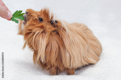 Hand feeding a cavy with fresh parsley, Long haired guinea pig eating a green leaf of celery on white background, Ginger peruvian cavy breed