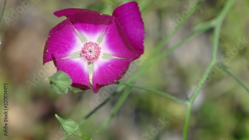 Closeup of Texas Winecup Wildflower