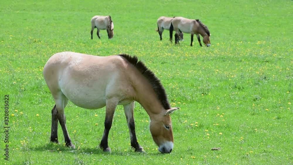 Herd of Przewalski horses neighing and grazing in grassland Herd of Przewalski horses neighing and grazing in grassland