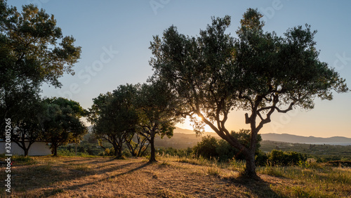 olive trees during sunset on the island of Zakynthos  Greece