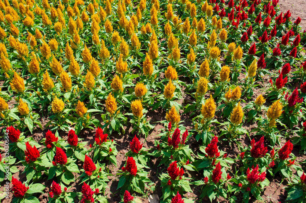 Colorful flower fields Beautiful and bright