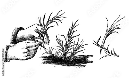 Antique vintage line art illustration, engraving or drawing of hand cutting Carnation or Dianthus or clove pink plant or flower. From book Plants in Room, Prague, 1898.