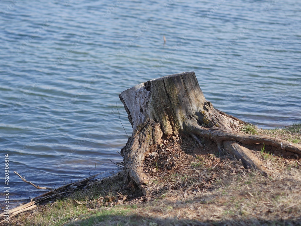Tree stump left by the side of a pond Tree stump left by the side of a pond