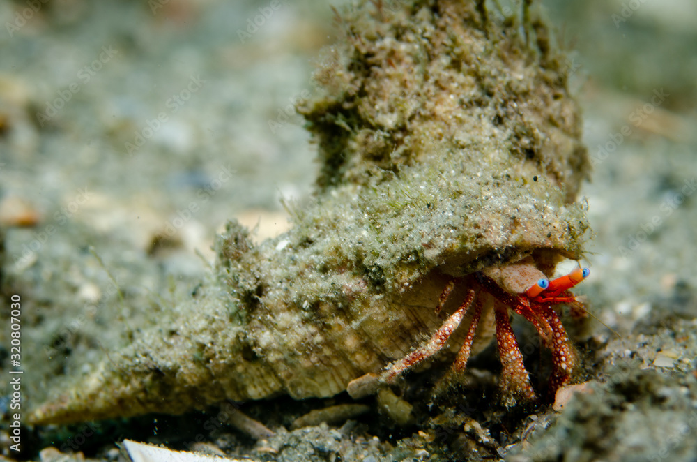 Blue-eye Hermit Crab at Blue Heron Bridge in Florida Blue-eye Hermit Crab at Blue Heron Bridge in Florida